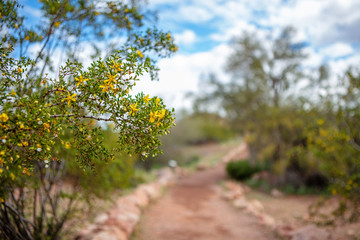 Hiking Path in Arizona During Springtime