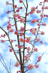 Pink flowers of the ume Japanese apricot tree