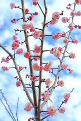 Pink flowers of the ume Japanese apricot tree