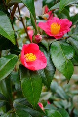 A pink camelia japonica flower in bloom