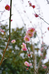 Pink flowers of the ume Japanese apricot tree