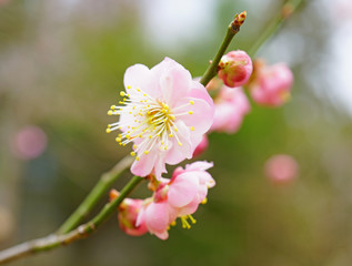 Pink flowers of the ume Japanese apricot tree