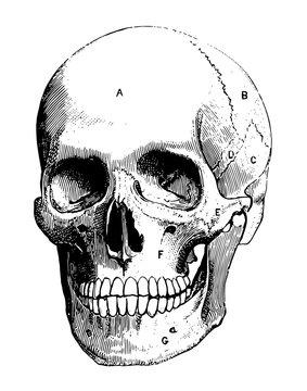 Human skull, vintage illustration
