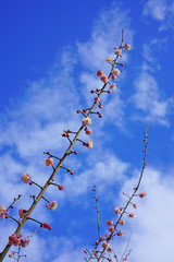 Pink flowers of the ume Japanese apricot tree