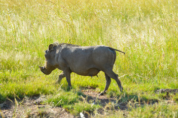 Cute African warthog in a game reserve in South Africa