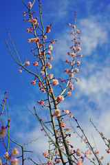 Pink flowers of the ume Japanese apricot tree