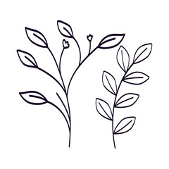 branches with leafs natural line style vector illustration design