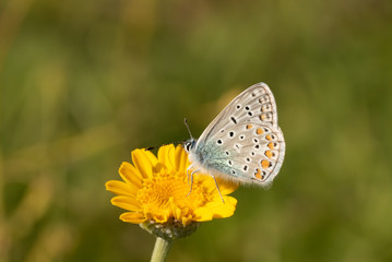 Hauhechel-Bläuling auf einer Blume