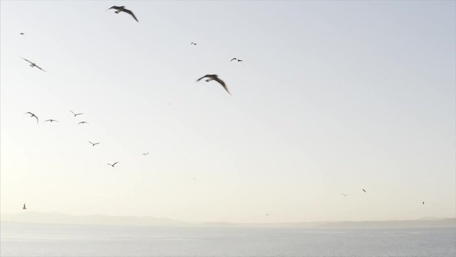 Picturesque slow motion view of many seagulls flying above the blue sea surface in the evening