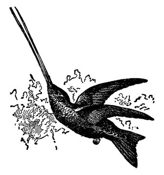 Swordbill, vintage illustration.