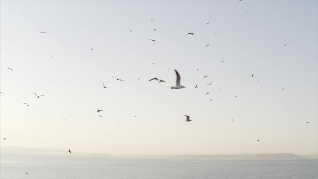 Slow motion view of many seagulls flying above the blue sea surface in the evening