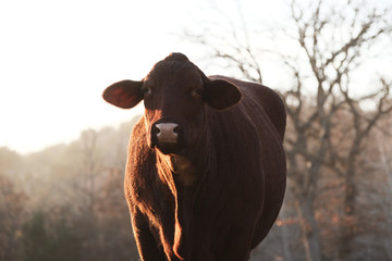 Santa Gertrudis close up cow on beef cattle farm.