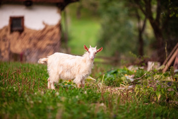 Obraz premium Little goat in rural landscape
