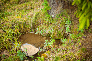 Obraz premium A natural spring or fountain at the roots of a tree, water coming out of the ground