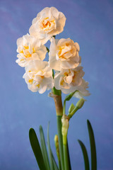 Blooming daffodil. A multi-flowered terry daffodil blooms with several flowers on one stem against a heavenly background, a spring flower for spring design.