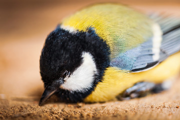 Parus Major, the great tit bird close up