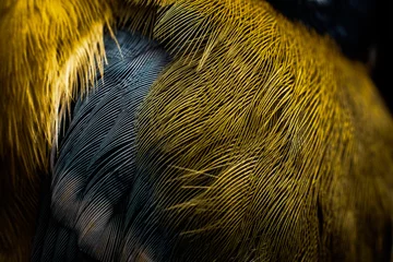 Extreme Nahaufnahme von Vogelfedern sieht aus wie ein Kunstwerk, Hintergrundbild © bdavid32