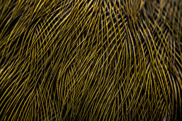 Extreme close up of bird feathers looks like work of art, background wallpaper