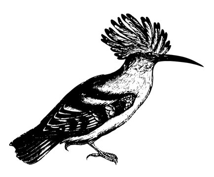 recommend clip art: Hoopoe, vintage illustration.