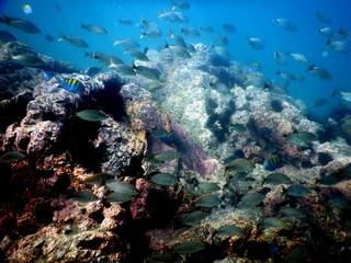 Fototapeta na wymiar Costa Rica sealife