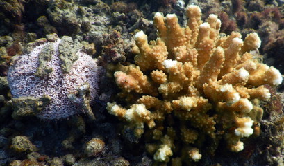 Costa Rica sealife