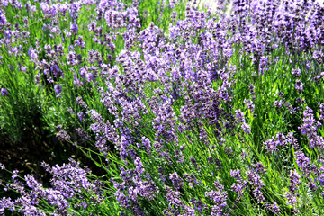 Lavender Field Green Flowers Summer Floral Background Beauty of Nature Colorful Lavender Garden Violet Flowers Blossom 