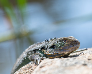 lizard climbing up rock