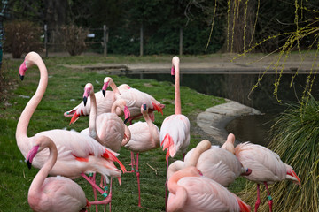 pink flamingo in the zoo