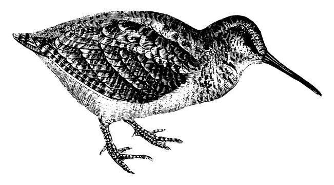 Woodcock, vintage illustration.