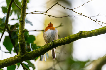 a little robin sings in  a tree after a rain shower