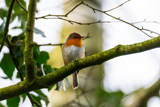 a little robin sings in  a tree after a rain shower