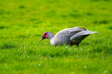 A warty duck searches  for food on a green meadow