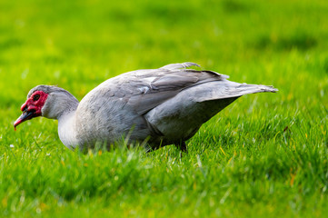 A warty duck searches  for food on a green meadow