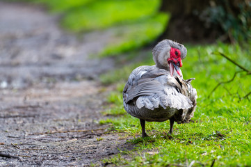 A warty duck cleans  up on a small path after a rain shower
