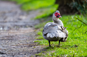 A warty duck cleans  up on a small path after a rain shower