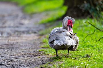 A warty duck cleans  up on a small path after a rain shower