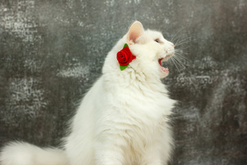 beautiful white cat with blue eyes with a red rose around his neck on a gray background