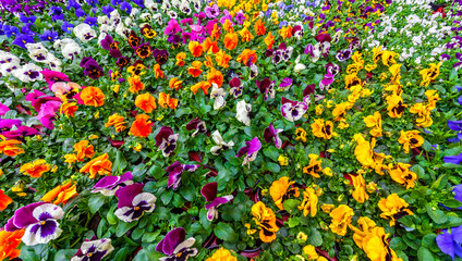 colorful flowers background