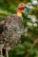 Australian Brushturkey also known Alectura lathami.