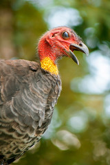 Australian Brushturkey also known Alectura lathami.