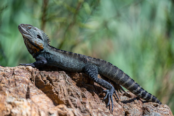 lizard on rock with ferns