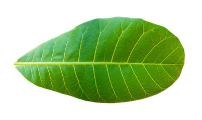 Obraz premium Green leaves on white background