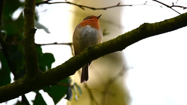 a little robin sings in  a tree after a rain shower