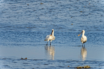 two common spoonbill Platalea leucorodia feeding on mudflat, Fukuoka, Japan 