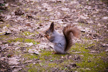 Beautiful wild squirrel in early spring forest