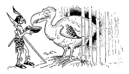 Dodo, vintage illustration. © Morphart