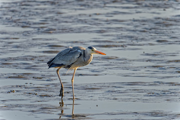 grey heron Ardea cinerea in Fukuoka, Japan