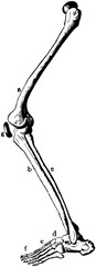 Leg Bones, vintage illustration.