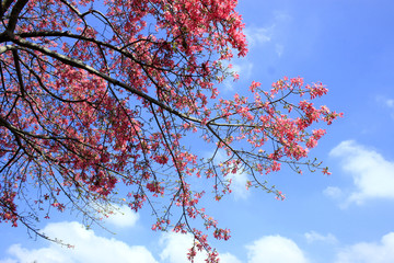 Tree with flowers in front of  blue sky