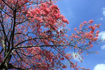 Tree with flowers in front of  blue sky